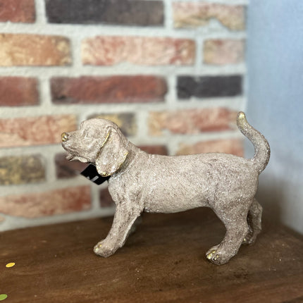 Hond met goudtint