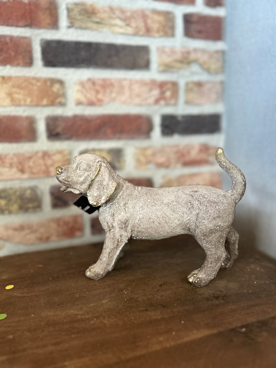 Hond met goudtint