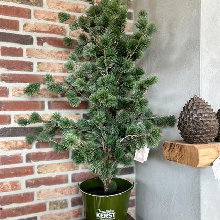 Blikken emmer compleet met cederboom 6