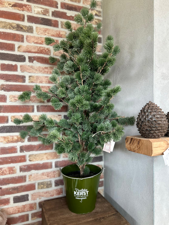 Blikken emmer compleet met cederboom 6