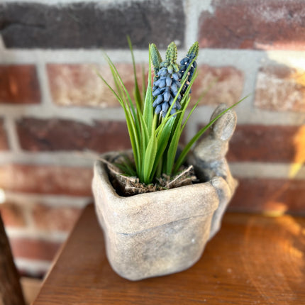 Bloempot vierkant vaas met Druifhyacint in jute - Muscari - Blauw