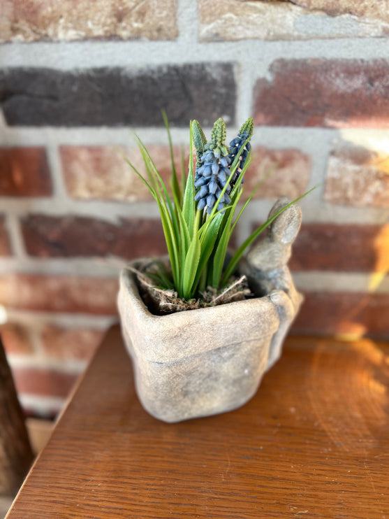 Bloempot vierkant vaas met Druifhyacint in jute - Muscari - Blauw