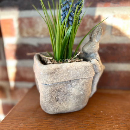 Bloempot vierkant vaas met Druifhyacint in jute - Muscari - Blauw