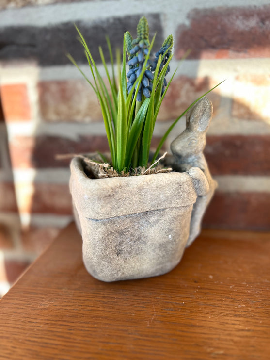 Bloempot vierkant vaas met Druifhyacint in jute - Muscari - Blauw
