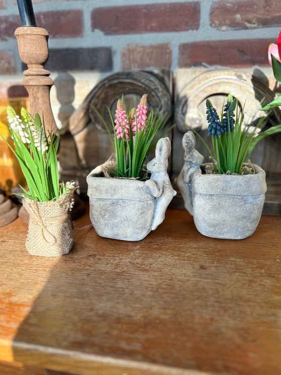 Bloempot vierkant vaas met Druifhyacint in jute - Muscari - Roze