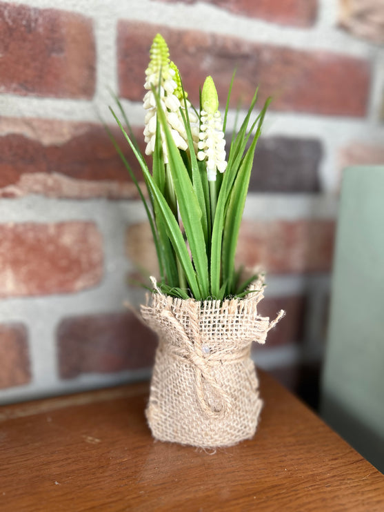 Druifhyacint/Muscari in jute - wit
