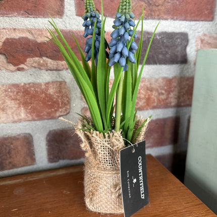 Druifhyacint/Muscari in jute - Blauw