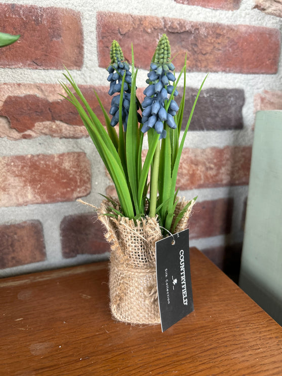 Druifhyacint/Muscari in jute - Blauw
