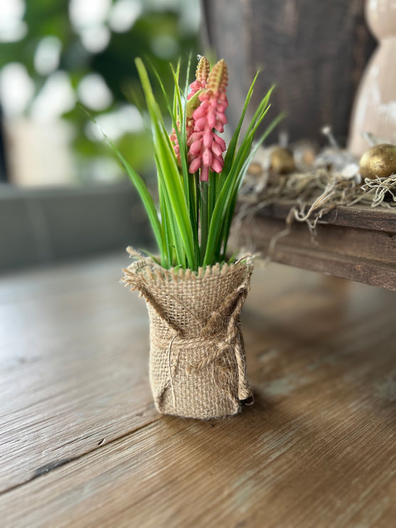 Druifhyacint/Muscari in jute - roze