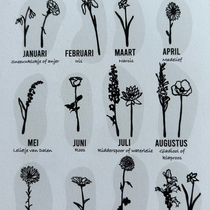 Geboortebloem December Hulst