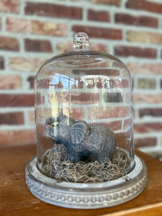 Glazen stolp met Stenen Olifantje en Tillandsia
