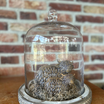Glazen stolp met 2 stenen Hooglanders en Tillandsia