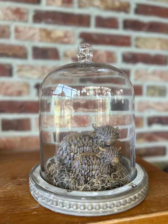 Glazen stolp met 2 stenen Hooglanders en Tillandsia