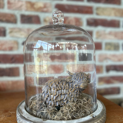 Glazen stolp met Stenen Hooglander en Tillandsia
