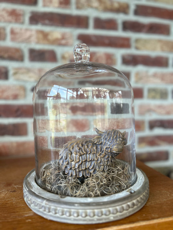 Glazen stolp met Stenen Hooglander en Tillandsia