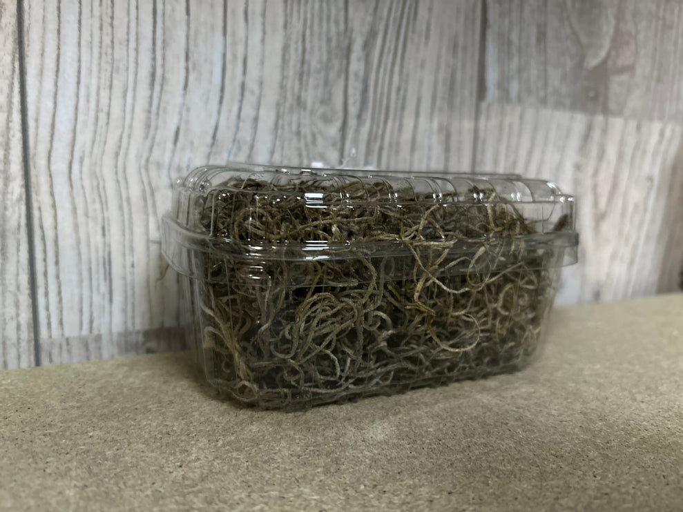 Tillandsia Tilandsia mos in bakje
