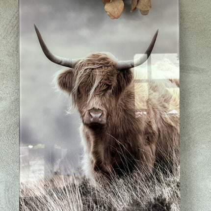 Glasschilderij schotse hooglander staand