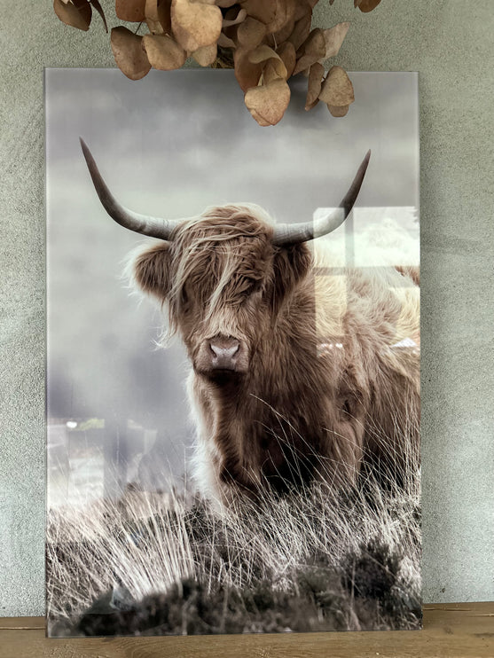 Glasschilderij schotse hooglander staand