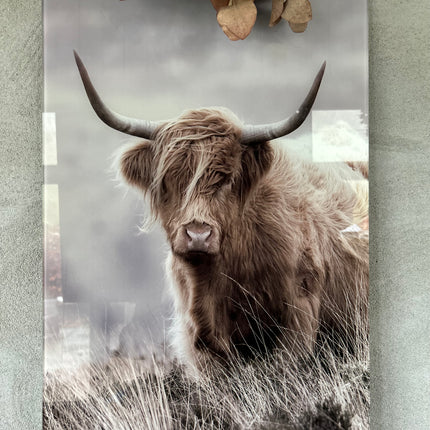 Glasschilderij schotse hooglander staand