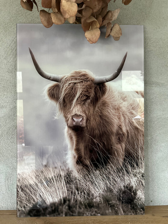 Glasschilderij schotse hooglander staand