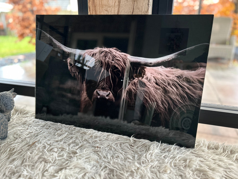 Glasschilderij schotse hooglander donker