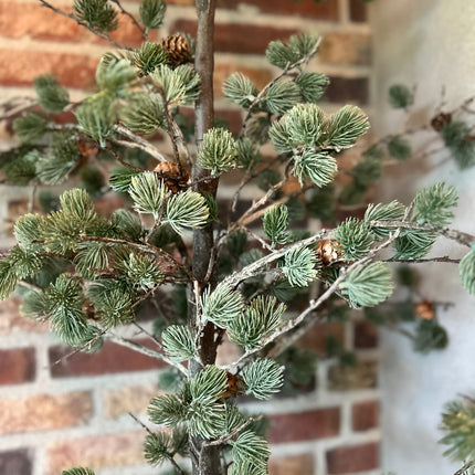 Cederboom met dennenappeltjes