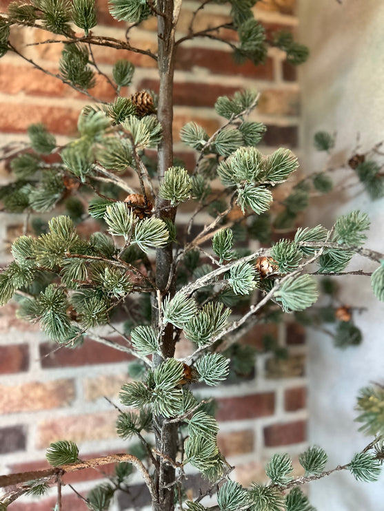 Cederboom met dennenappeltjes