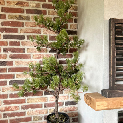 Kunst Boom Austrian Pine