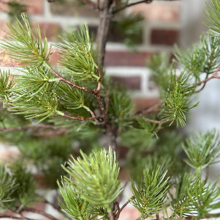 Kunst Boom Austrian Pine