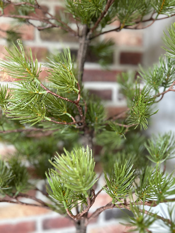 Kunst Boom Austrian Pine