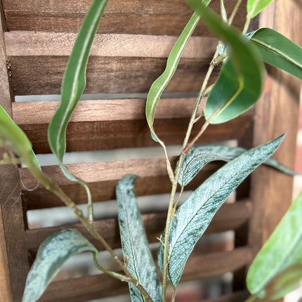 Kunsttak Eucalyptus