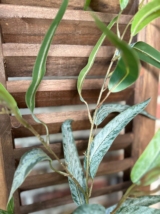 Kunsttak Eucalyptus