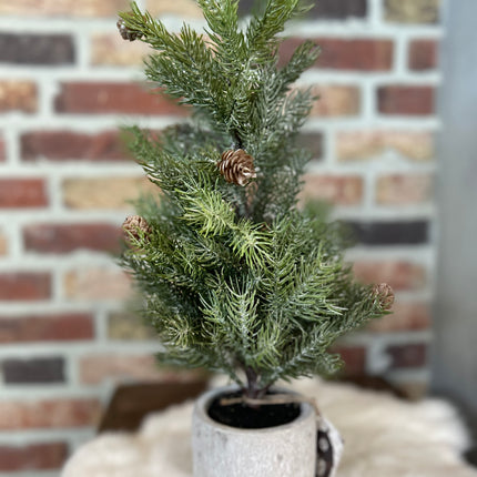 Kerstboom Picea
