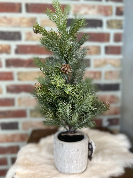 Kerstboom Picea