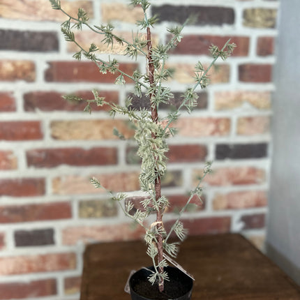 Kerstboompje Larix met verlichting