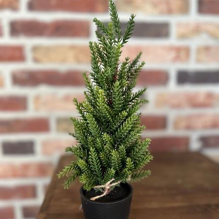 Kerstboompje Picea