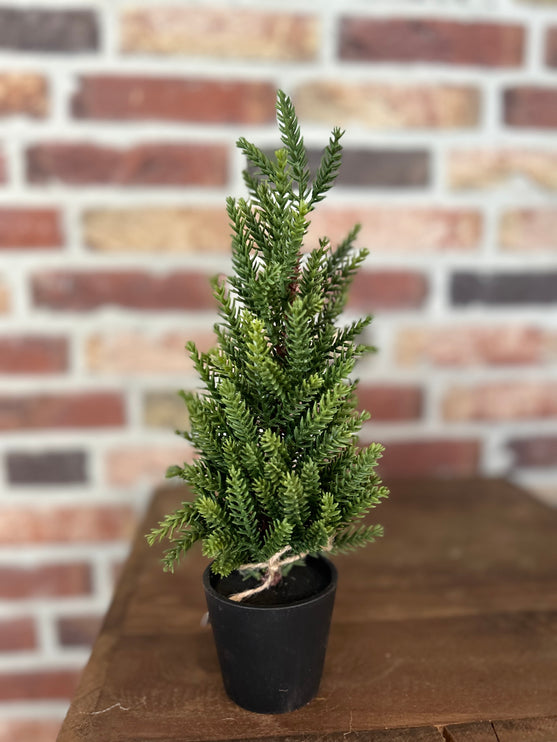 Kerstboompje Picea