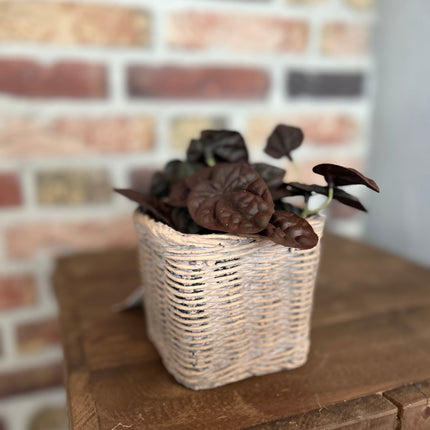Stenen Pot Rotan