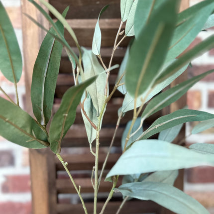 Tak Eucalyptus