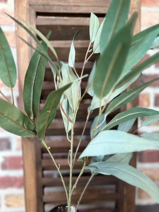 Tak Eucalyptus