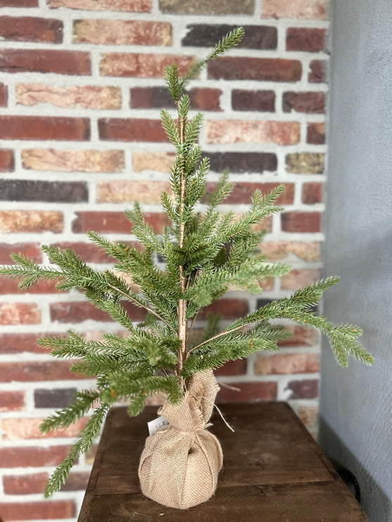 Kerstboompje Picea