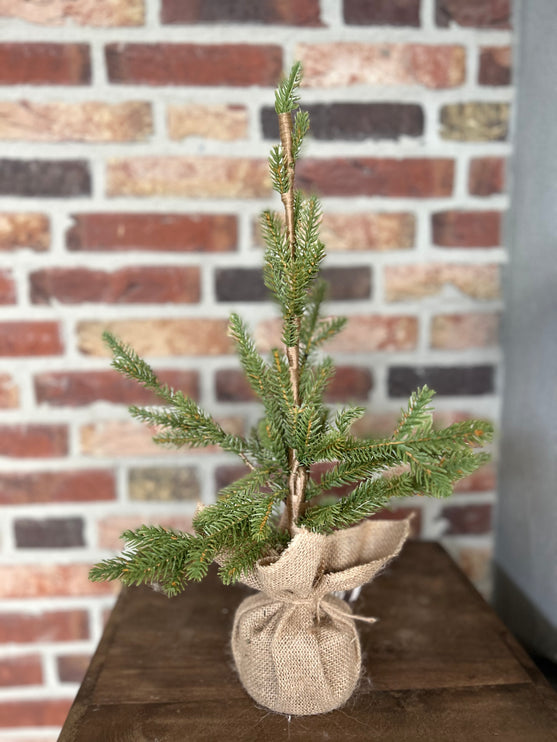 Kerstboompje Picea