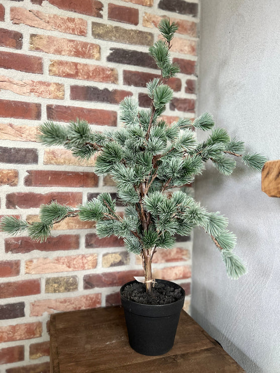 Cederboom