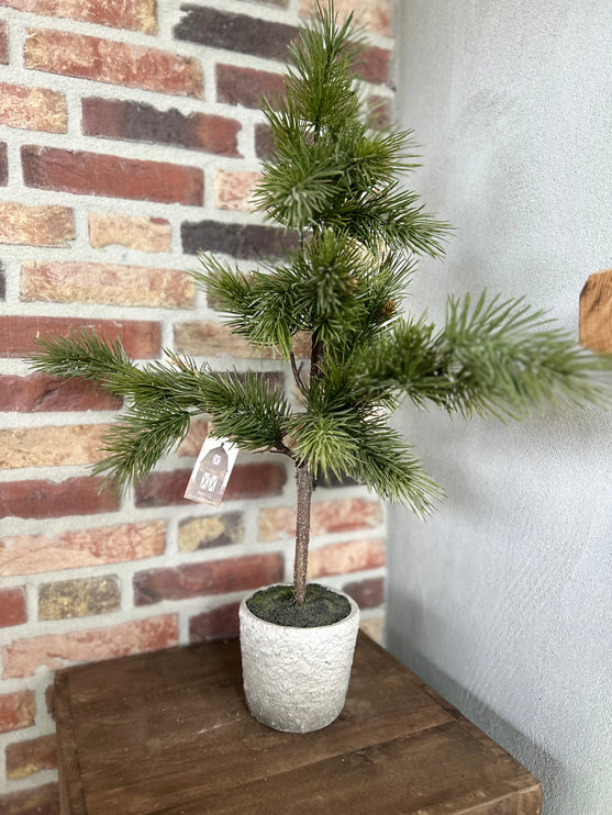 Pine Tree S in stenen pot