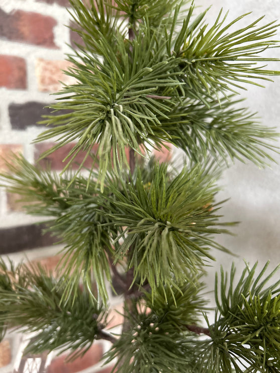 Pine Tree S in stenen pot