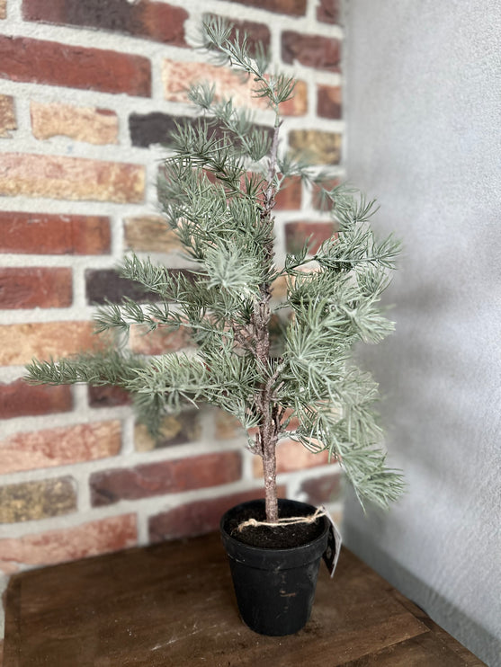 Kerstboom Larix