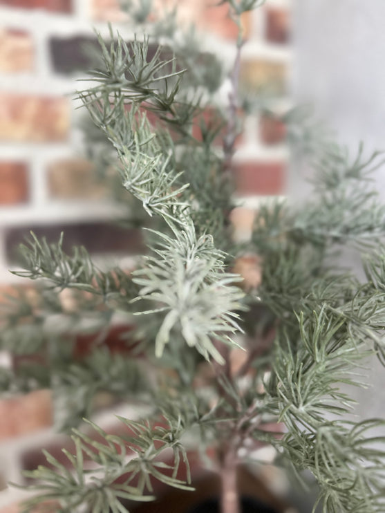 Kerstboom Larix