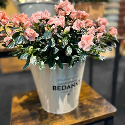 Zinken Cadeau Emmer - Bedankt