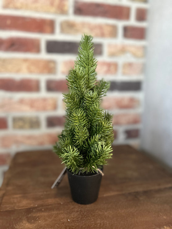 Kerstboompje Pinus