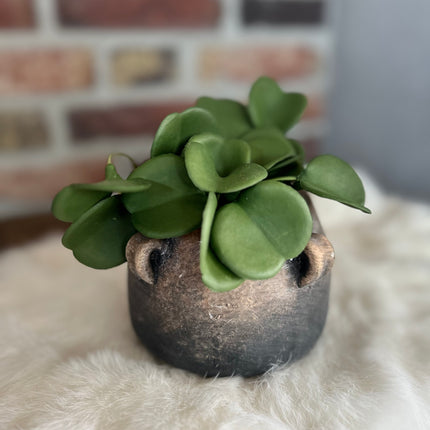 Peperomia Green